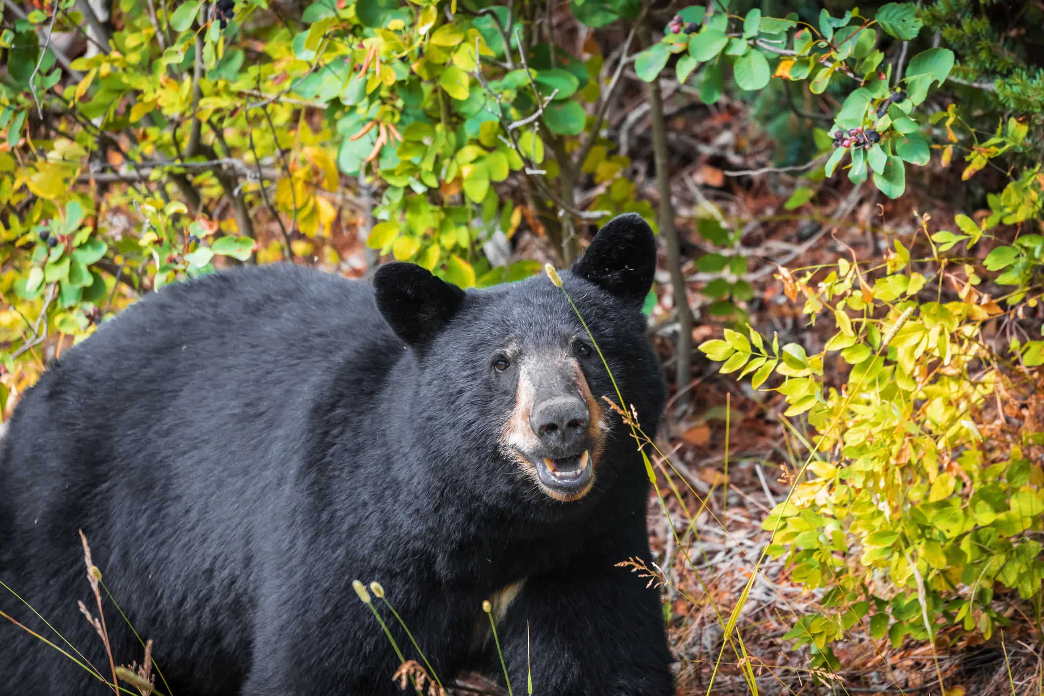 Large Bear Walks Around Colorado Building Like He Owns It