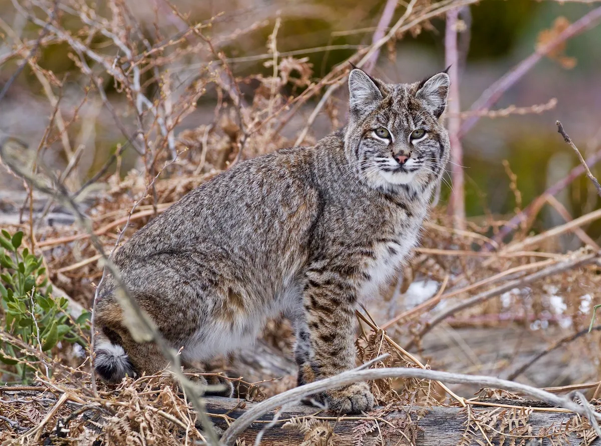 Police Use Drone to Catch Bobcat ‘Burglar’ in Washington Home