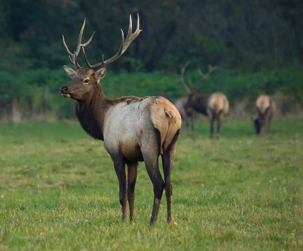WATCH: Real Elk Tries to Pick a Fight With a Wooden Elk Statue