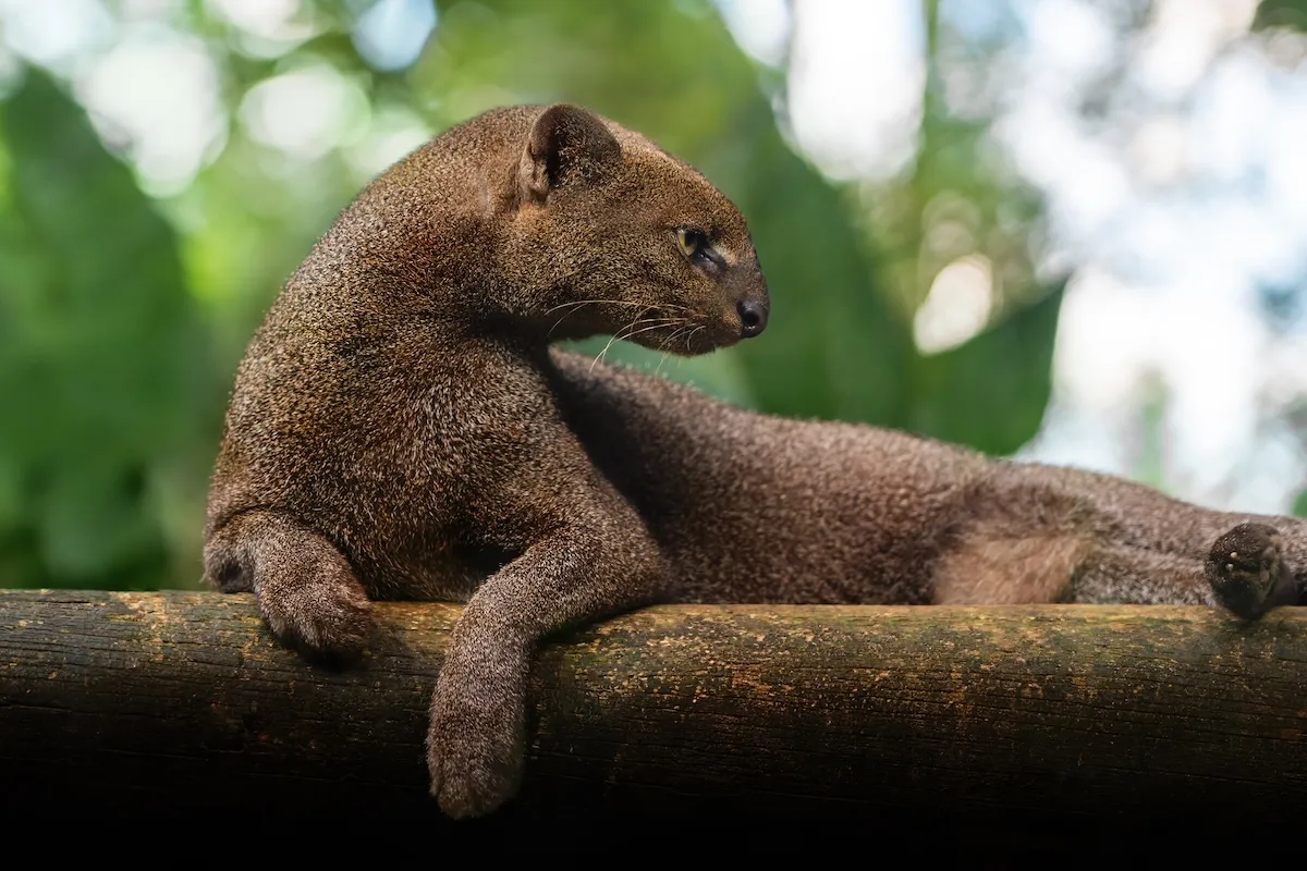 Photographer Captures Brilliant Photos of Rare Wild Cat