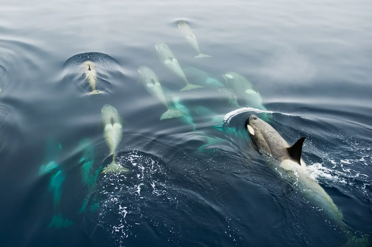 Orcas Ram Sailboat, Breaking Rudder in Half (Video)