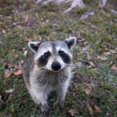 Caught on Doorbell Cam: Raccoon Digs Into Dog-Food Delivery