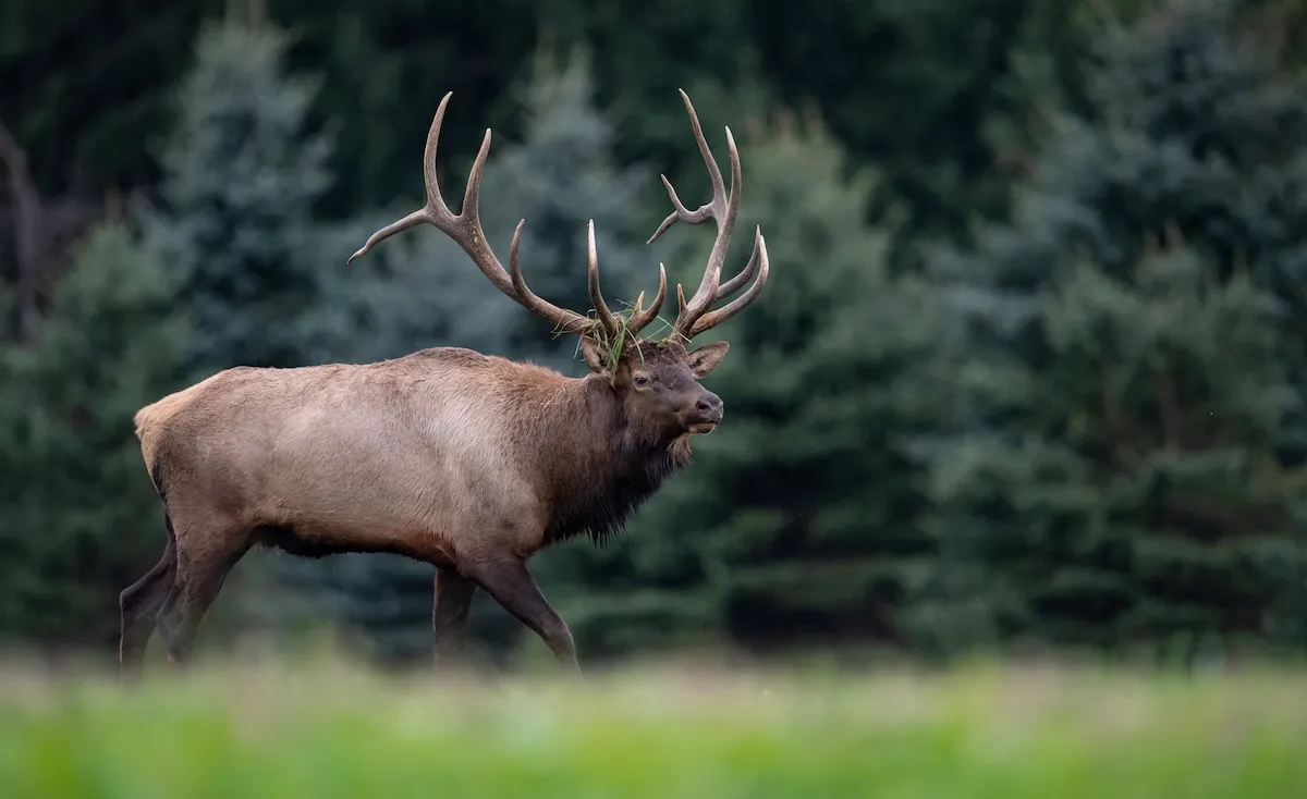 Bull Elk Tries to Join High School Football Practice in Colorado