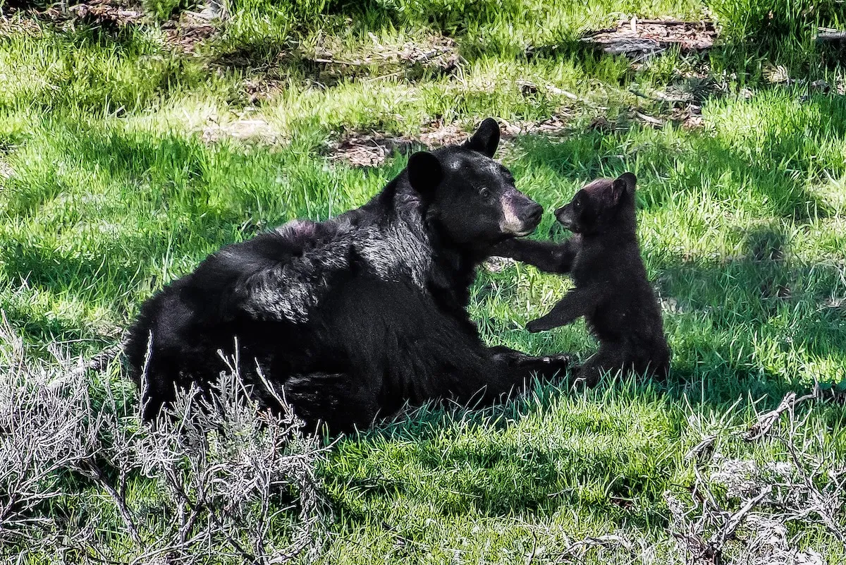 WATCH: Black-Bear Mama Briefly Dozes While Her Cubs Nurse