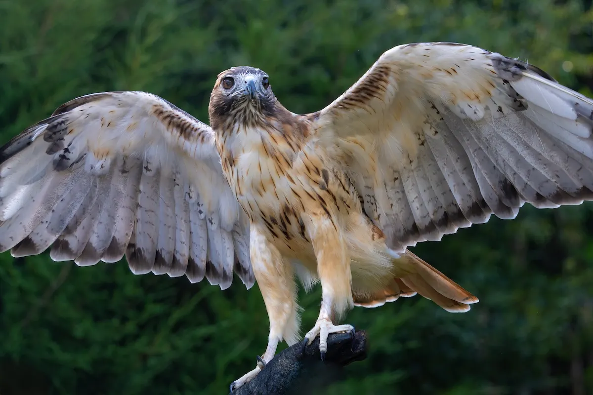 WATCH: Trucker Hits Hawk; Stunned Hawk Stands on Hood
