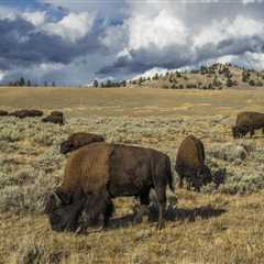 Bison Herd Invades Remote Yellowstone Campsite (Video)