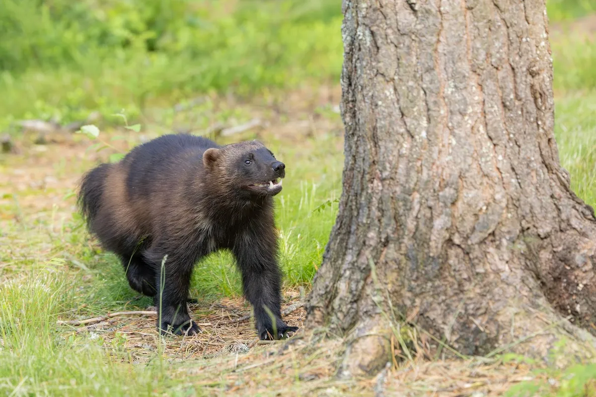 Rare Wolverine Sighting in Idaho’s Central Mountains (Video)