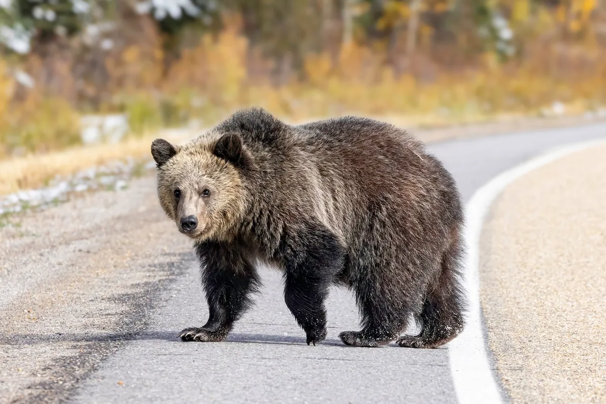 ‘Glacier Park Traffic Jam’: Two Grizzlies Block the Road in Montana
