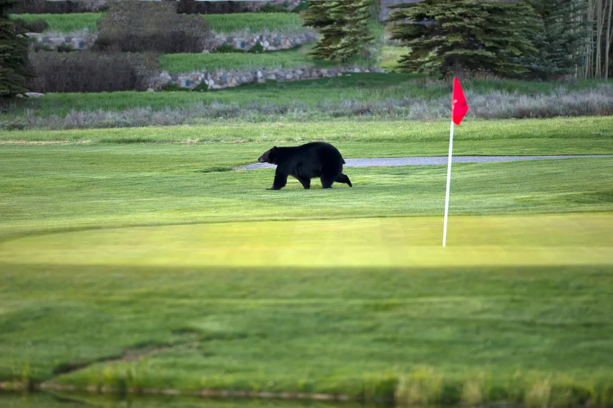Bears Take Down Flag at Colorado Springs Golf Course (Video)