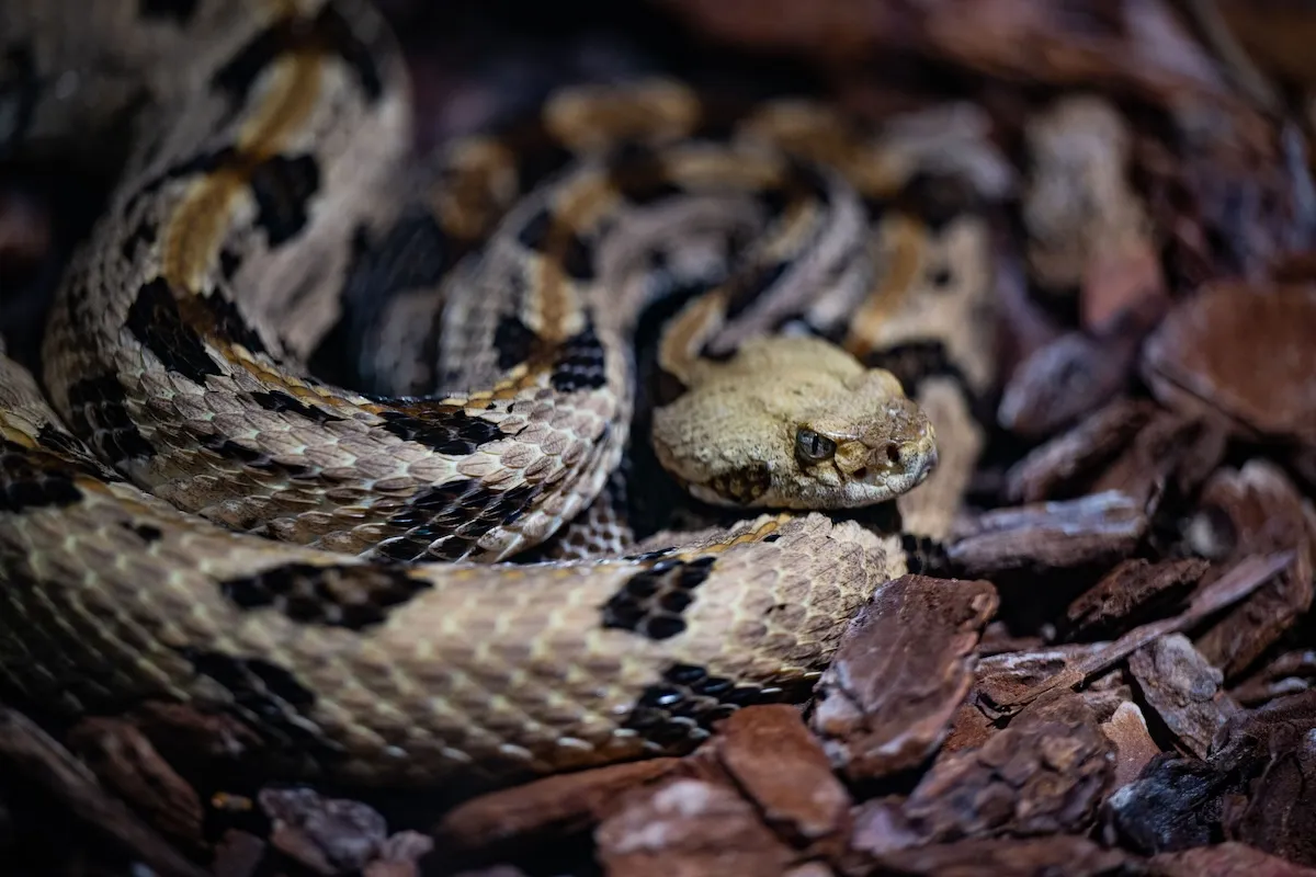 Trail-Cam Video: ‘Spaghetti Pile’ of Rattlesnakes Falls From Ledge