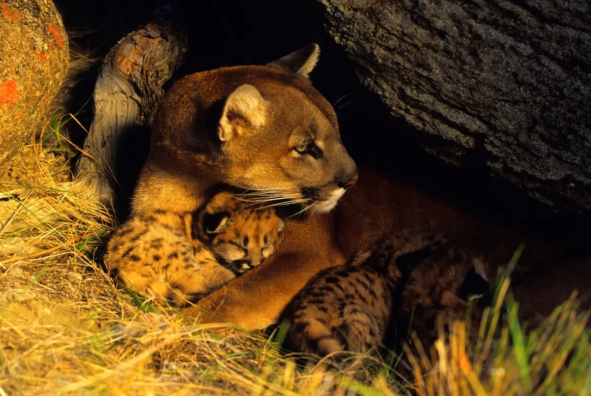 Drone Captures Footage of Mountain Lion With Sleeping Kittens