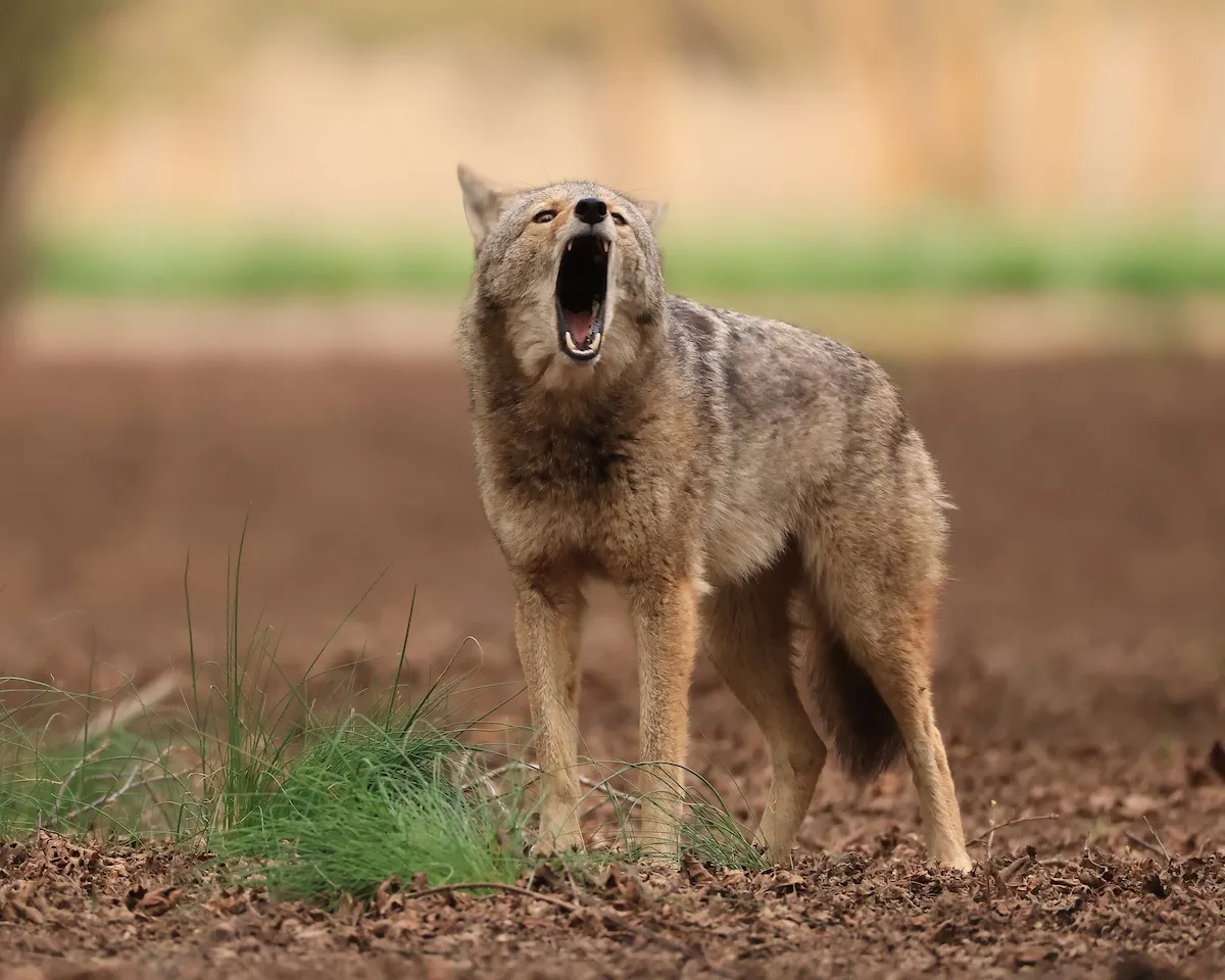 Sound on: Coyote Pack ‘Screams’ in San Diego Neighborhood