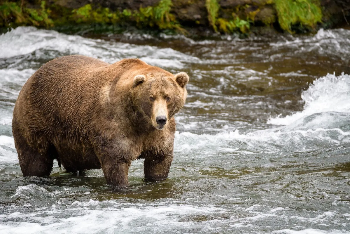 Fat Bear Week 2026 Is Almost Here—Get the Details