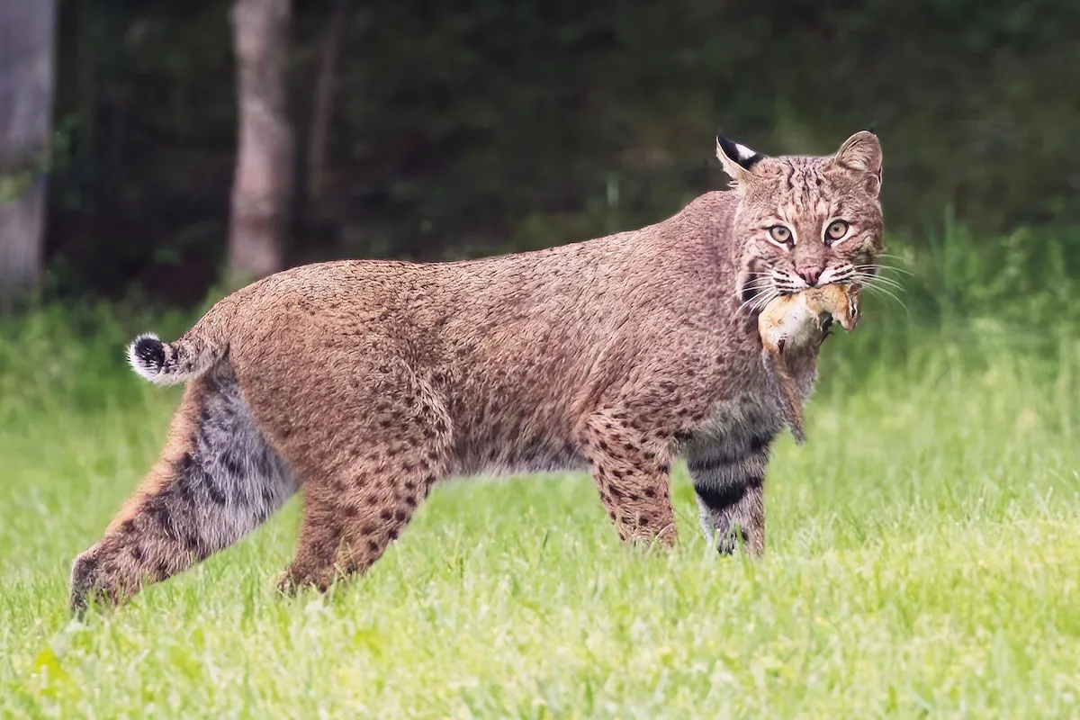 Bobcat Runs Across Memphis Bridge With Its Lunch (Video)