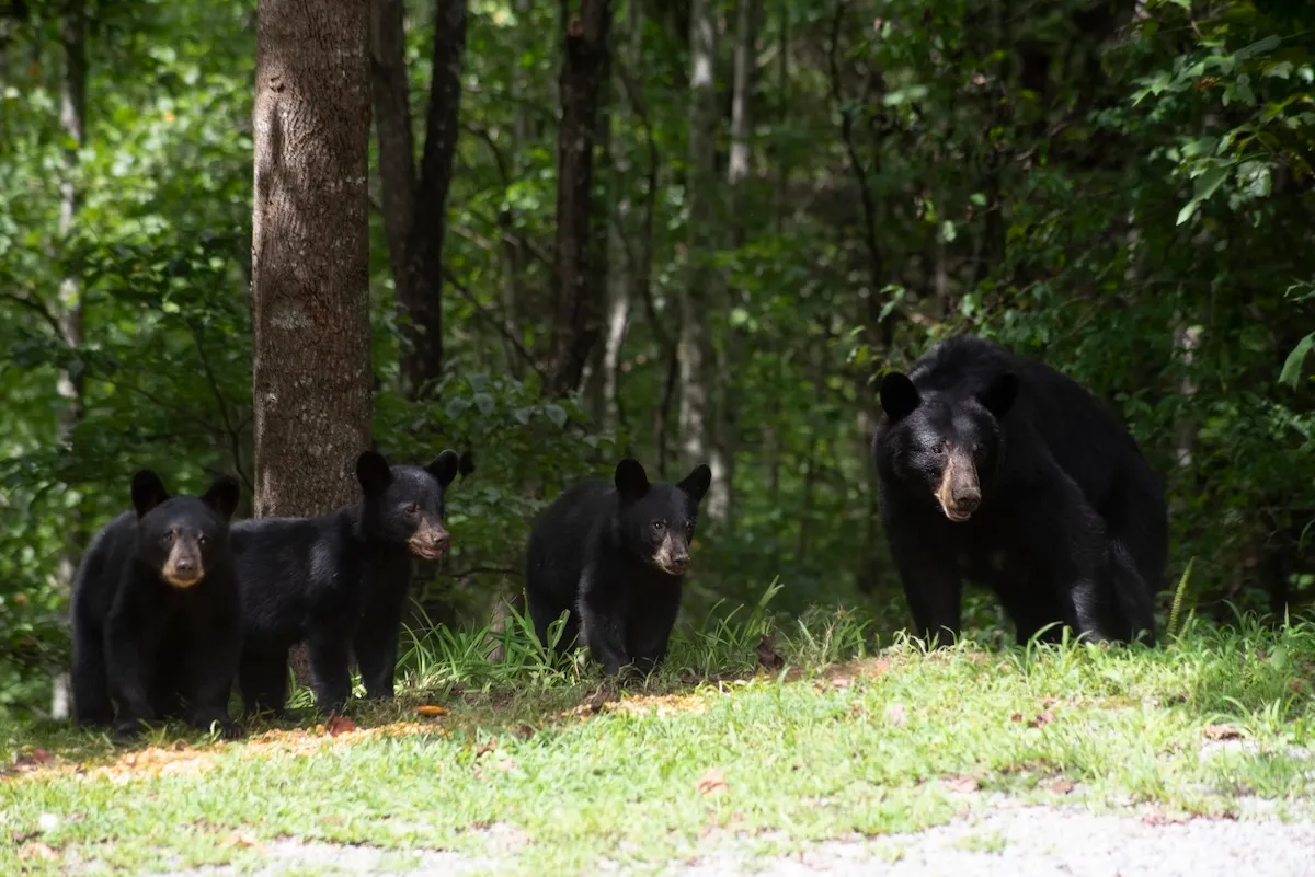 WATCH: Family of Black Bears Crosses the Road in Anchorage