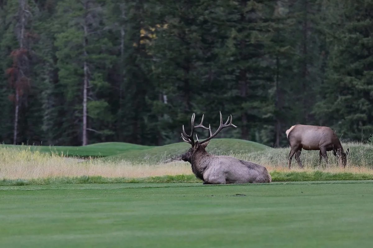 WATCH: Bull Elk Chases Golf Cart on Colorado Golf Course
