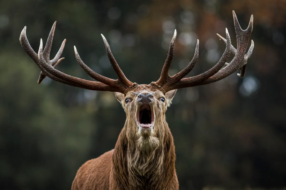 ‘Wait for It’: Stag Seems Chill Until It Charges at Vehicle