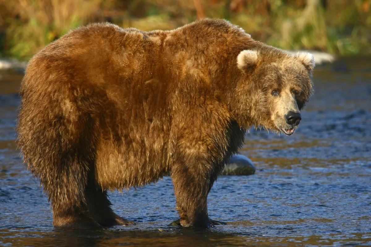 Fat Bear Week Is On! Get up to Speed on the Action So Far