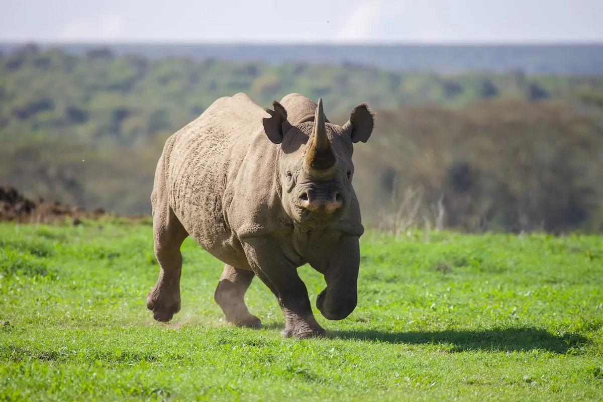 Black Rhino Attacks Tourist Vehicle on Self-Drive Safari