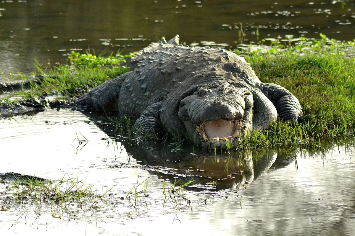 Alligator Emerges From Under Bridge, Then Disappears (Video)