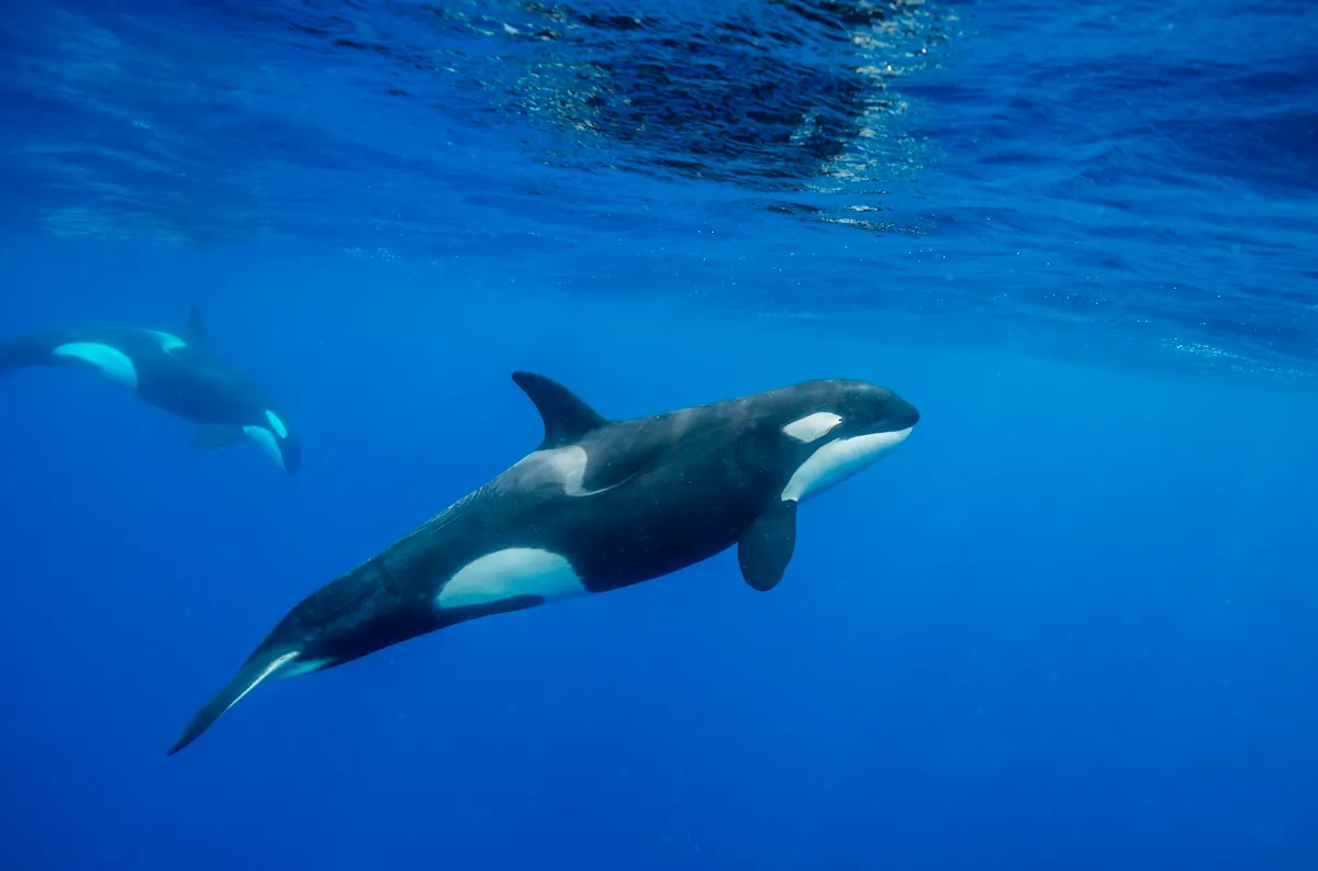 Curious Orcas Come up to Inspect Boat Near Oceanside (Video)