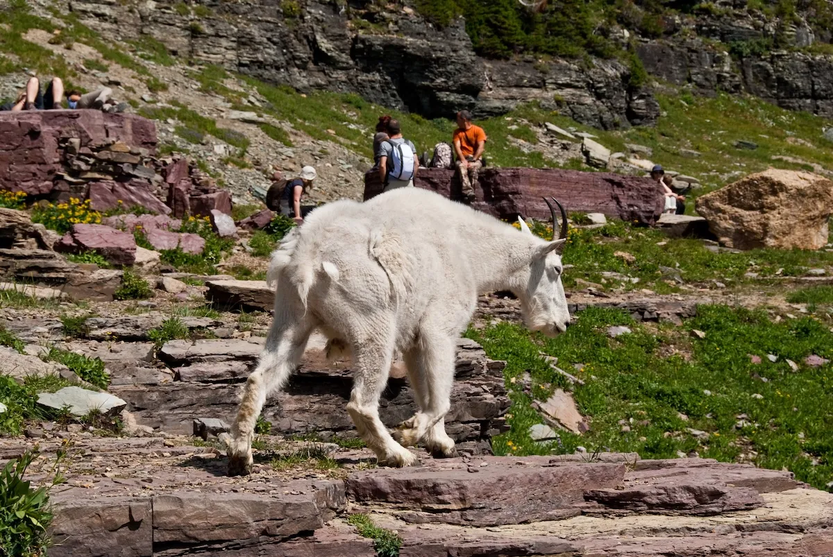 Awkward Dispute in Glacier After Hikers Approach Mountain Goats