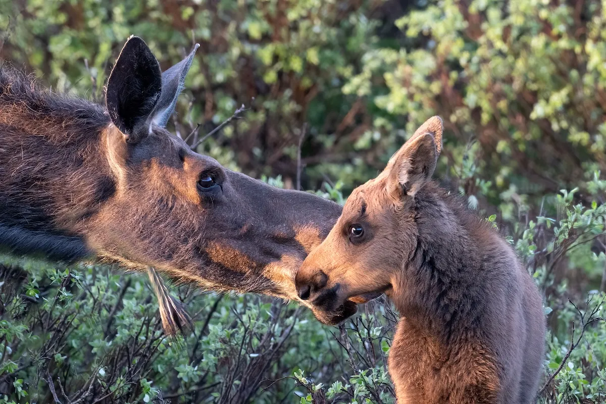 WATCH: Montana Woman Fights off Moose in Her Backyard