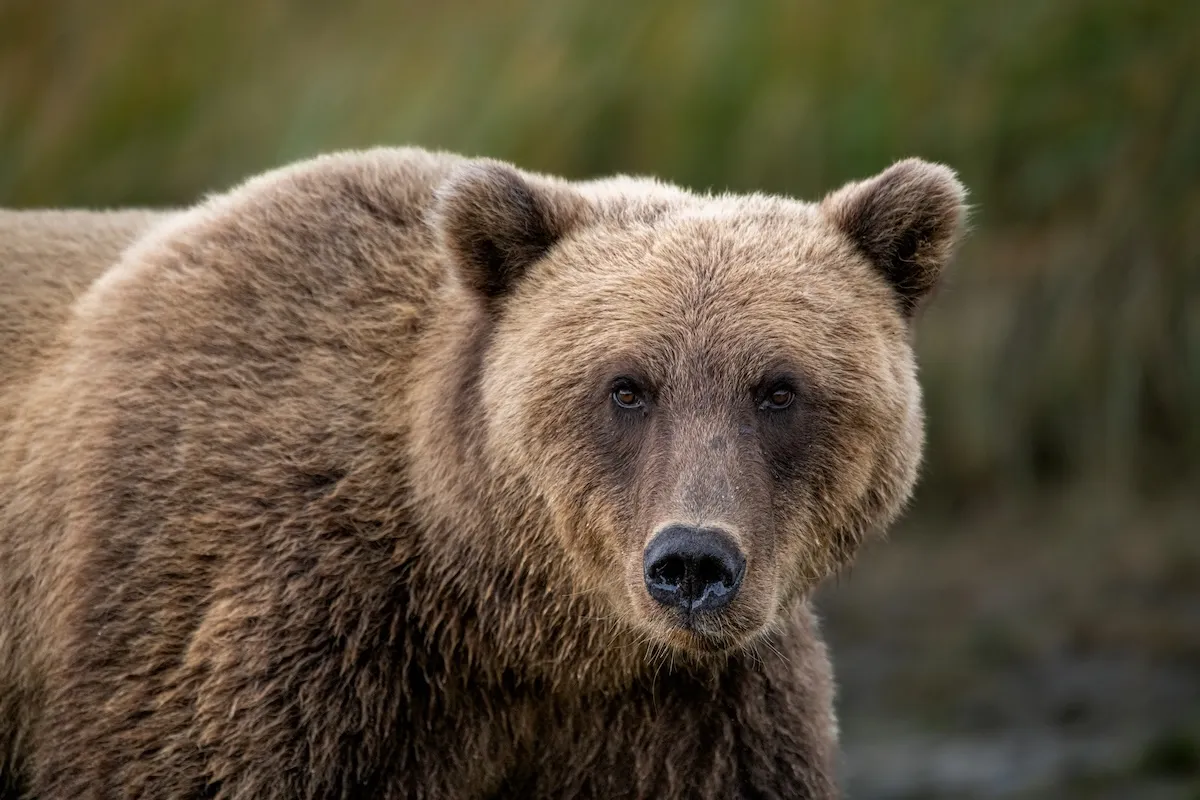 ‘Worst Thing That Can Happen’: See Hiker’s Encounter in Katmai