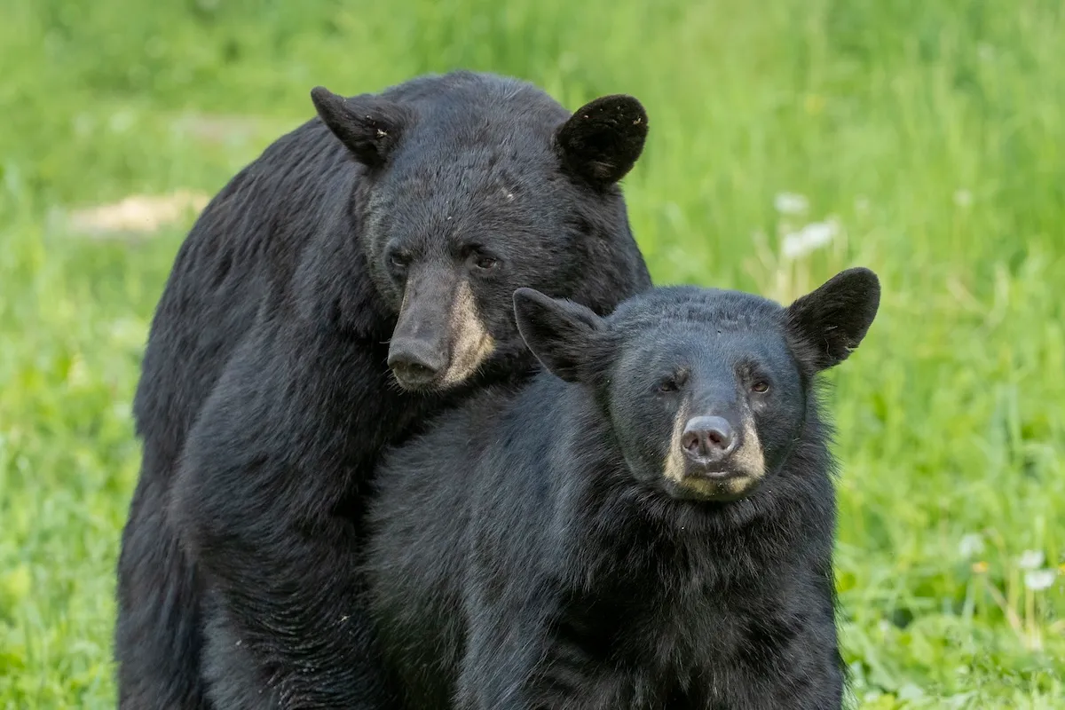 Woman Spots Black Bears Mating in Her Backyard (Video)