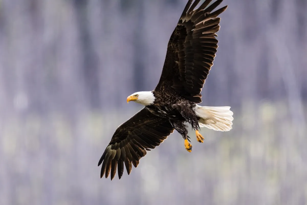 WATCH: Bald Eagle Swoops Down to Make a Catch in Calgary