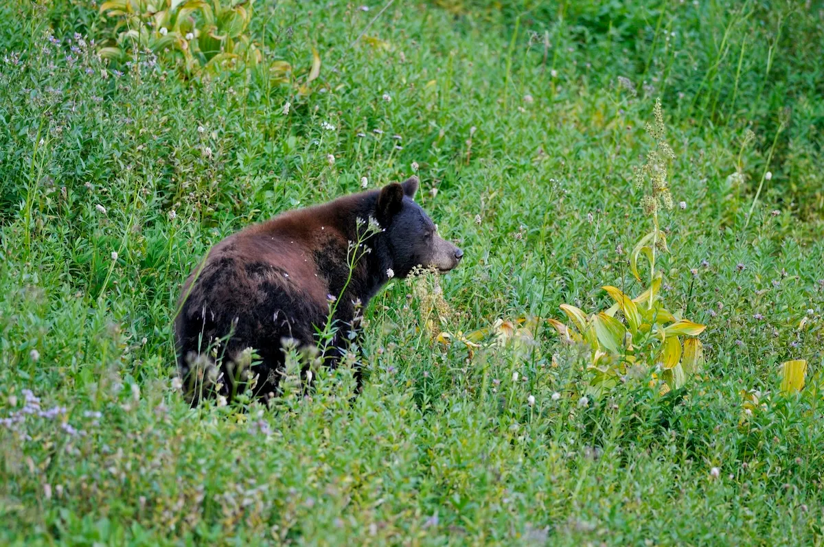 ‘Front-Row Seat to the Circle of Life’: Bear Hunts in Front of Hikers