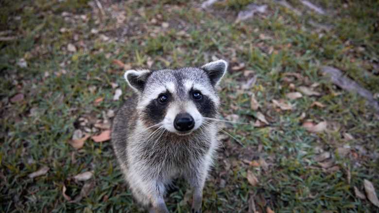Caught on Doorbell Cam: Raccoon Digs Into Dog-Food Delivery