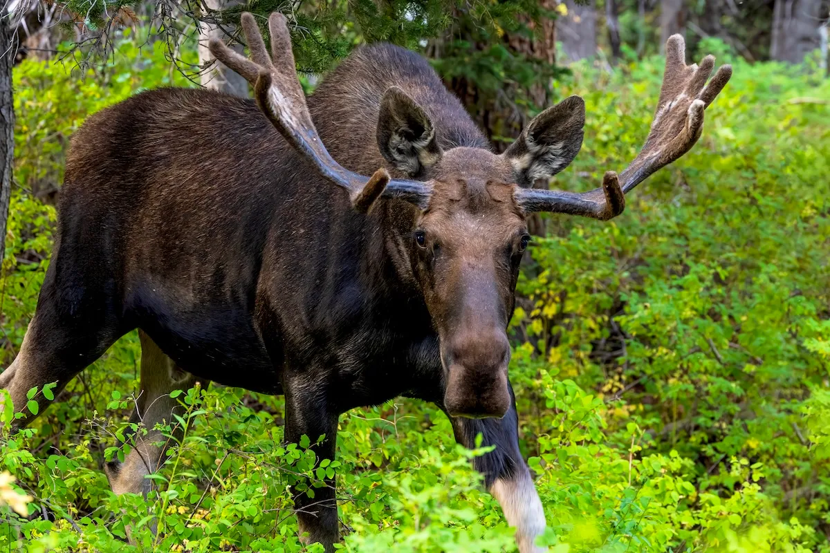 Bull Moose Seriously Injures Hiker in Northern Colorado