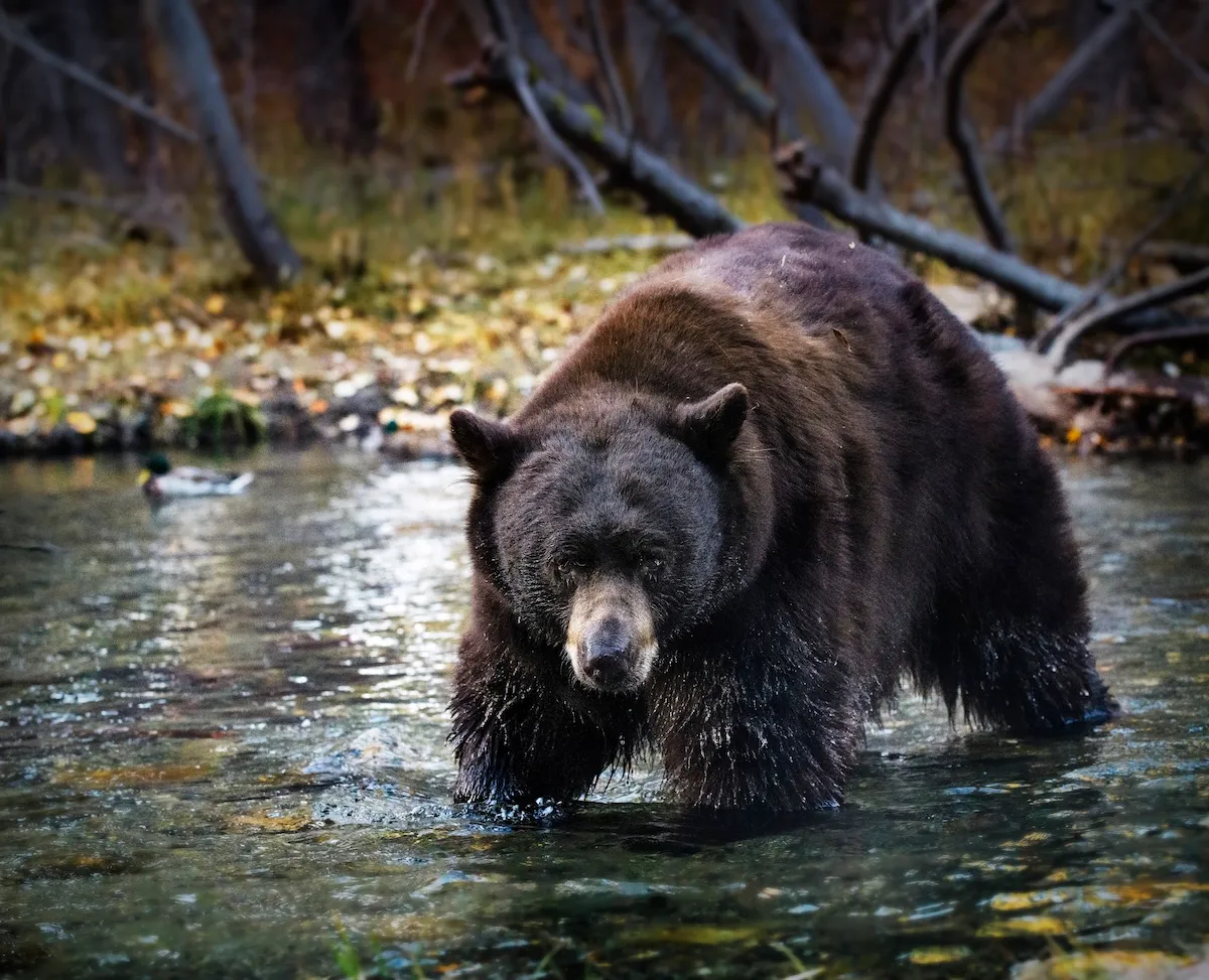 WATCH: Bear Tries to Steal Fish From Angler