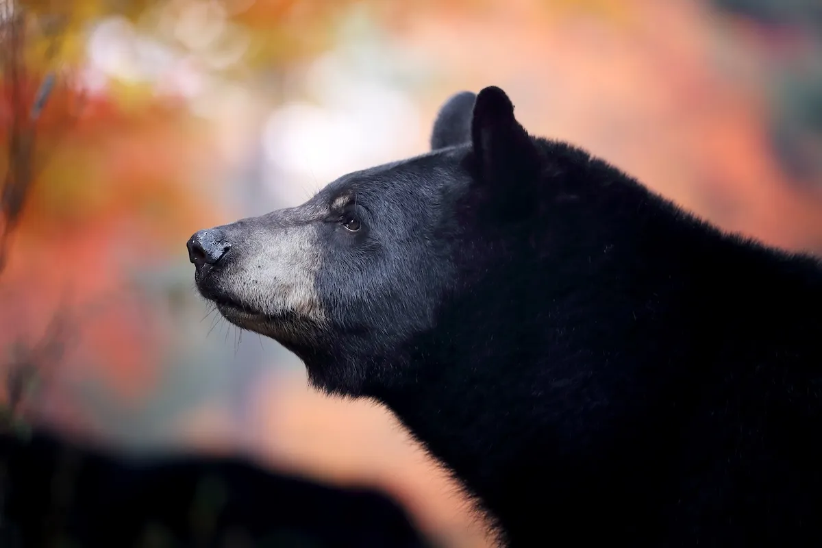 Bystanders Try to Warn Elderly Man About Bear Right Behind Him