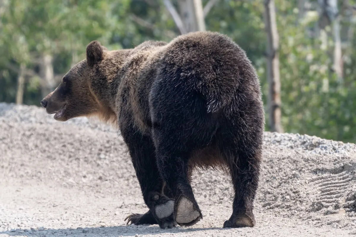 ‘Almost Didn’t Make It’: Scary Grizzly-Bear Encounter in Glacier
