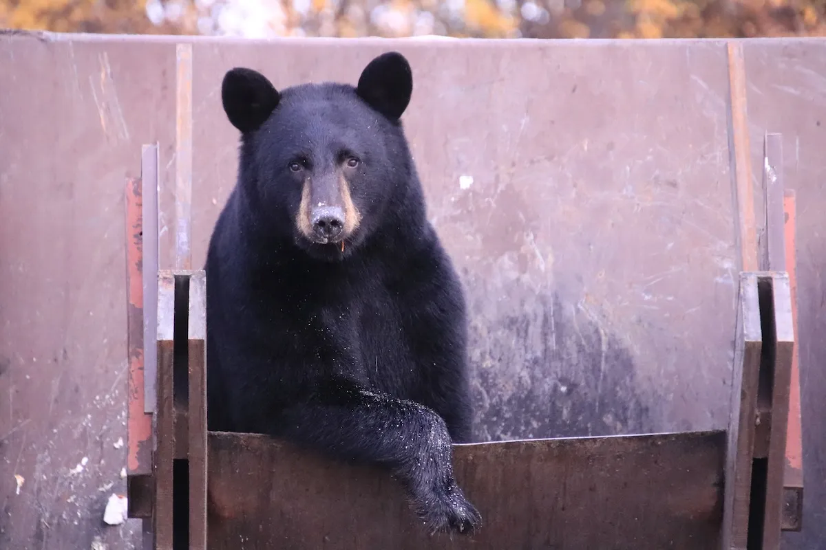 WATCH: Bear Gets Stuck in Dumpster in Durango, Colorado