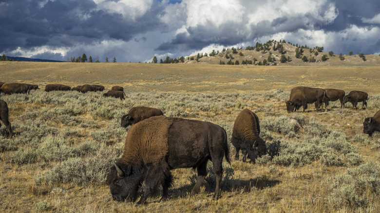 Bison Herd Invades Remote Yellowstone Campsite (Video)