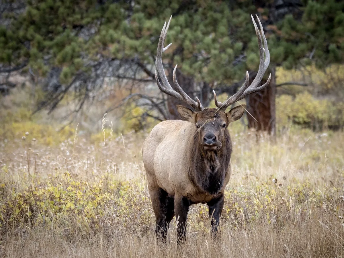 Sound on: Road Trippers Freak out Over Seeing a Massive Elk