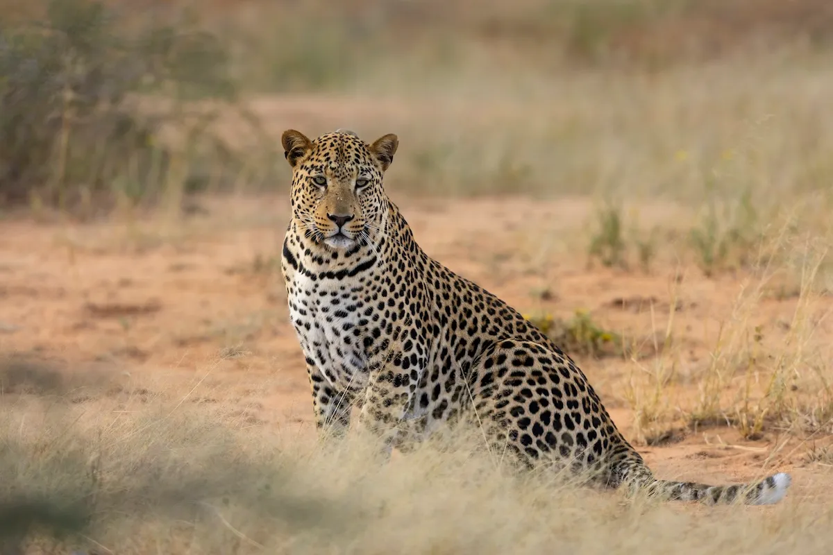 WATCH: Leopard Sleeps Under Vehicle, Then This Happens