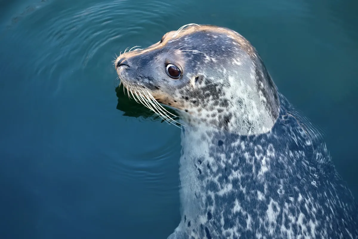 Viral Video: Wild Seal ‘Demands’ Fish, Throws Adorable Tantrum