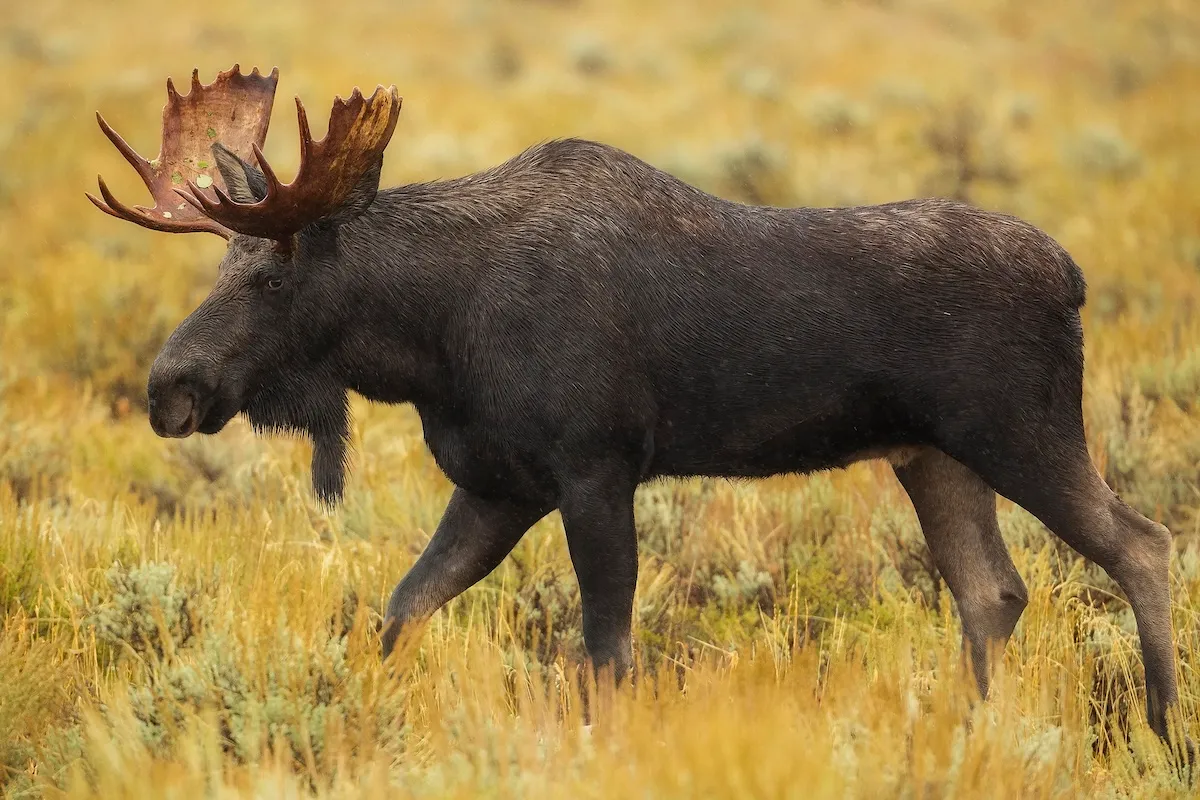 Moose Family Walks Along Trail in Grand Teton National Park