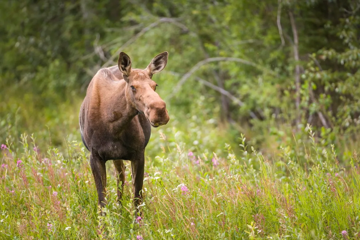 Moose Charges Utah Woman and Her Dog Six Times, Injuring Both