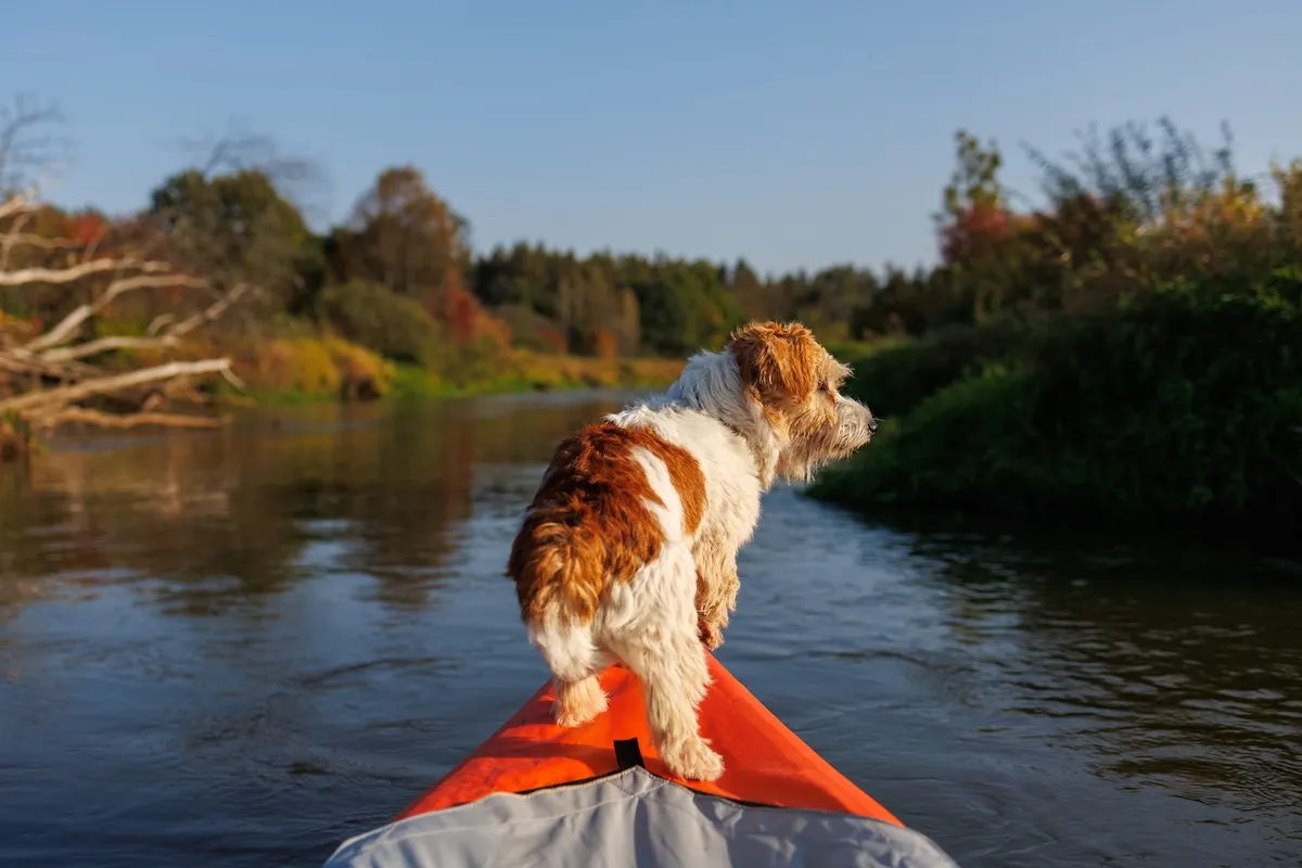 Dog Floats Down Flooded Jersey-Shore Street on a Kayak (Video)