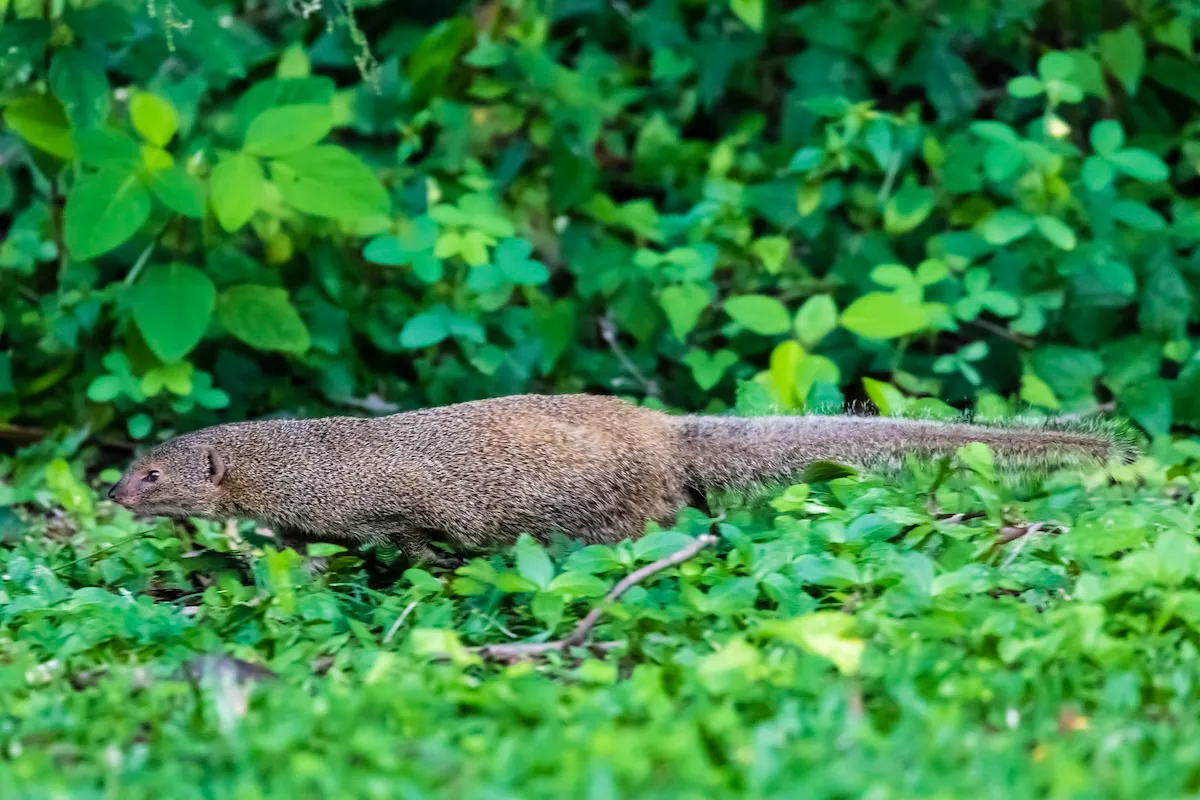 mystery animal mongoose