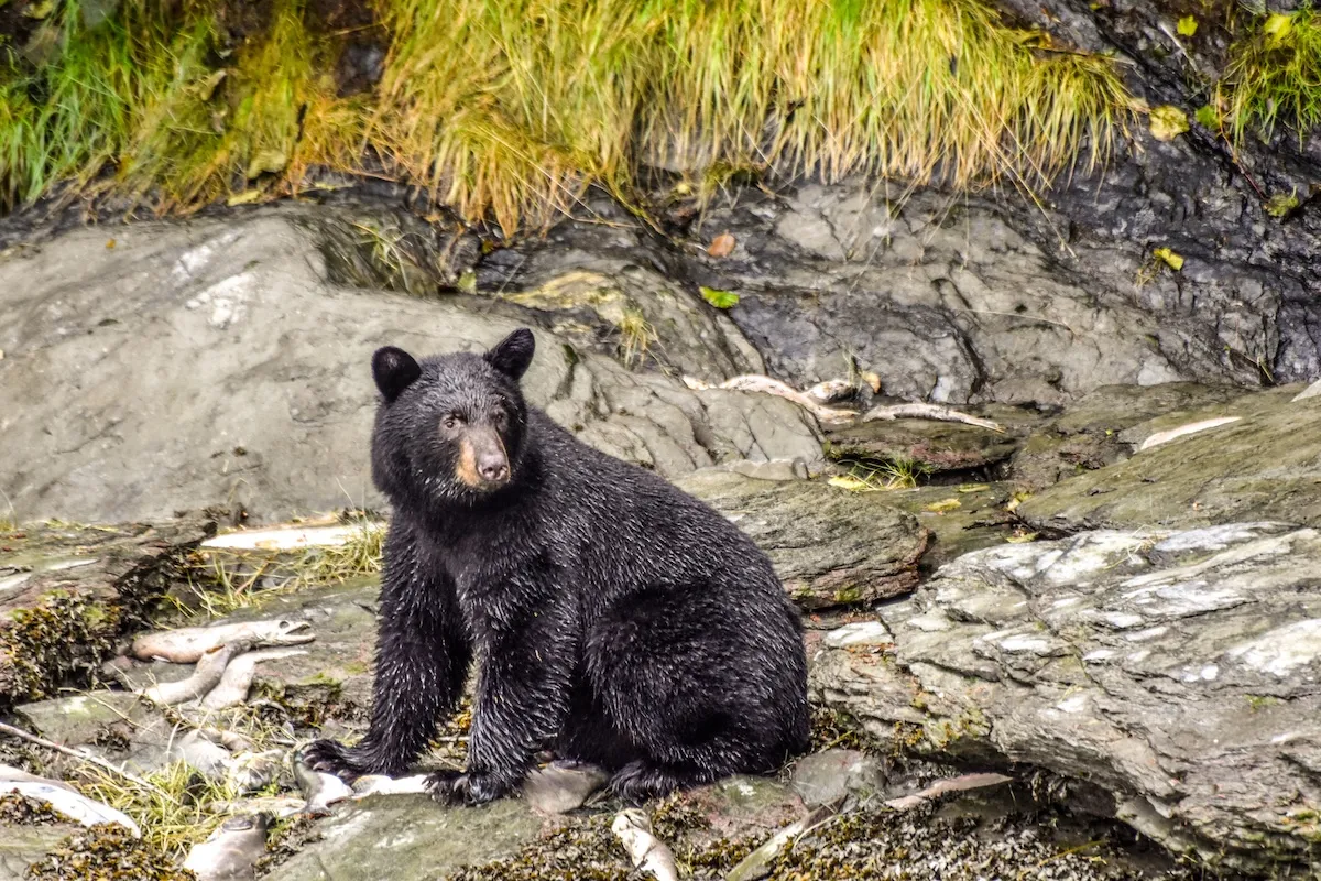 black bear trash truck alaska
