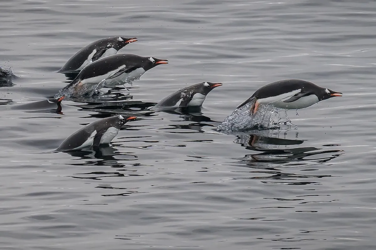 penguins arrival video