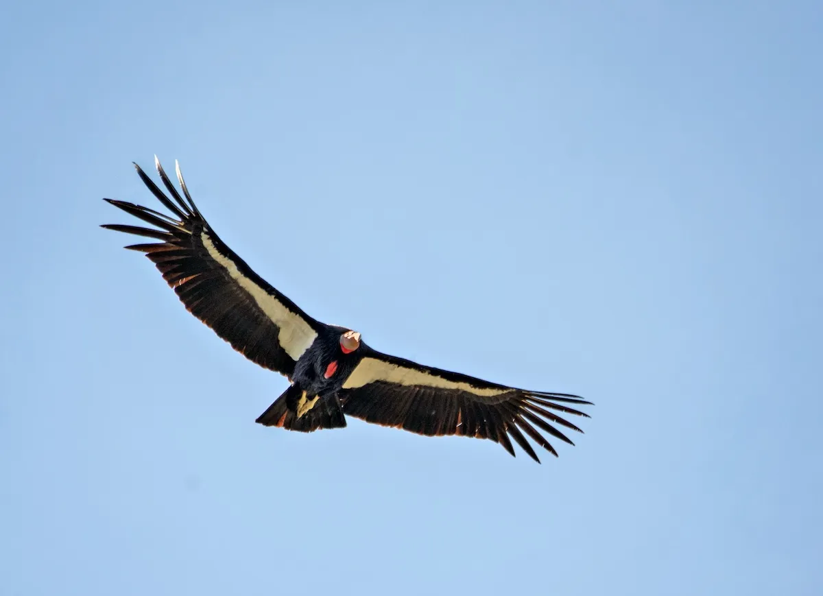 california condor oregon