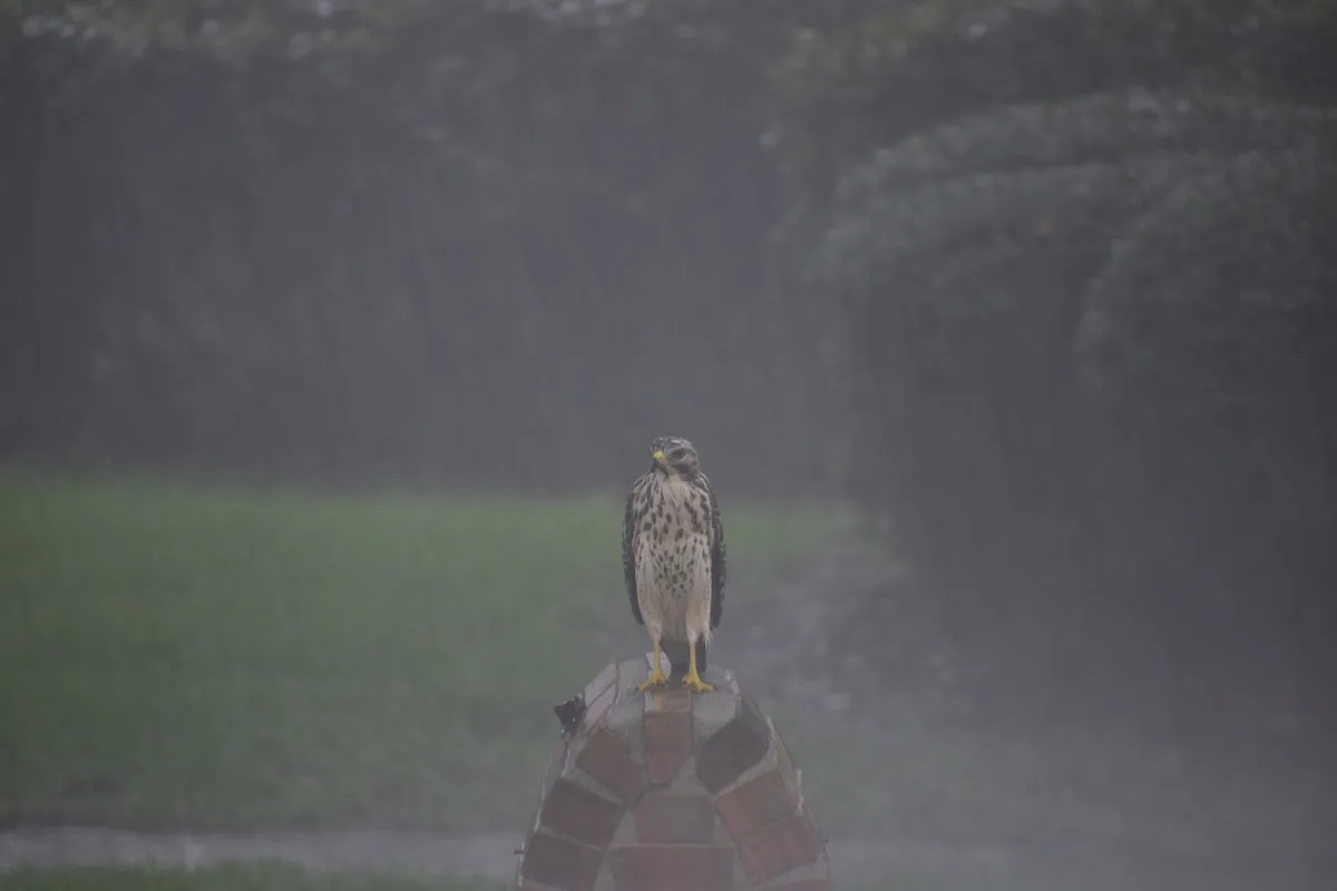 hawk hurricane
