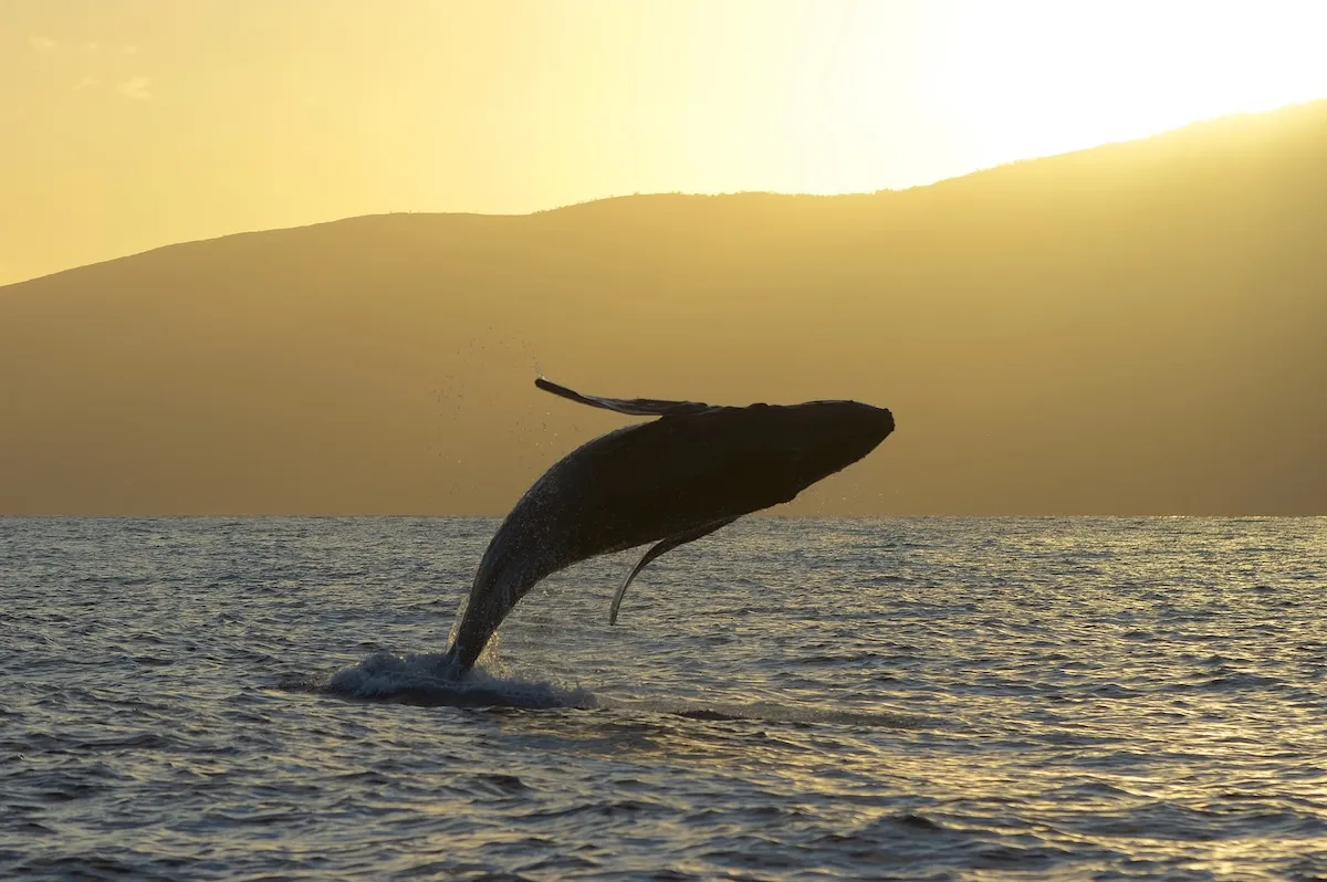 baby humpback whale
